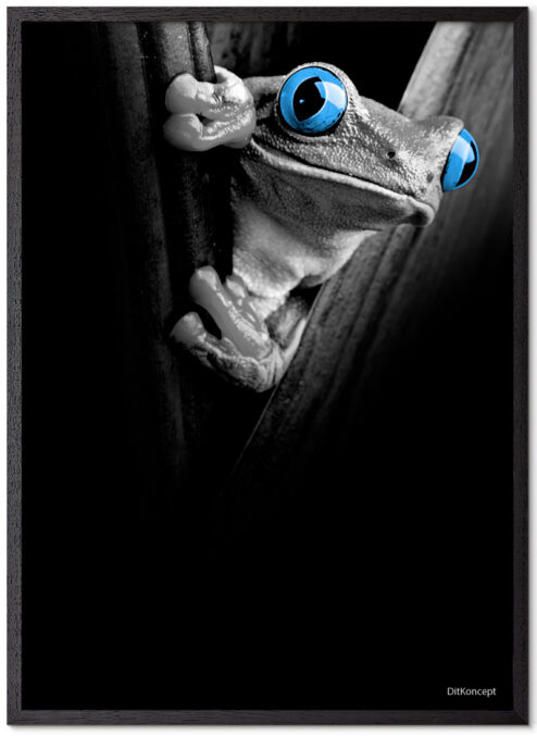 Frø-Plakat Med Blå Øjne