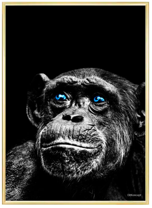 Chimpanse-Plakat-Messing-Ramme