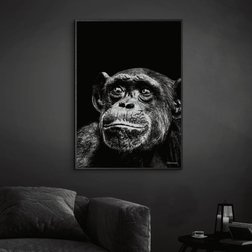 Chimpanse-Sort-Plakatramme-Eg