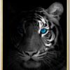 Close-Up-Tigeren-Plakat-Messing-Ramme