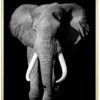 Elefant-Plakat-Messing-Ramme