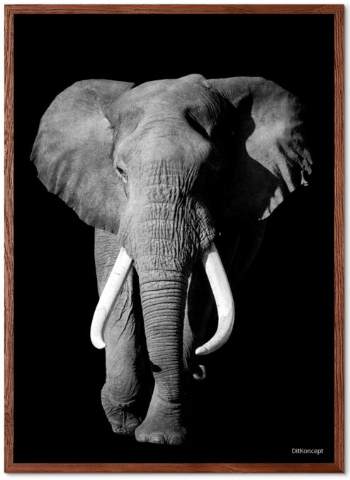 Elefant-Plakat-brun-Eg-Plakatramme