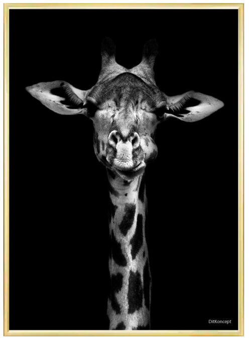 Giraf-Plakat-Messing-Messing-Ramme