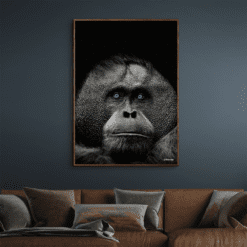 Orangutang-Mørke-Brun-Eg-Plakatramme