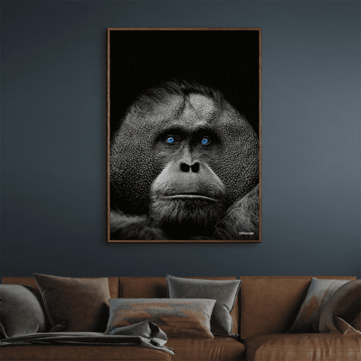Orangutang-Mørke-Brun-Eg-Plakatramme