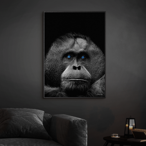 Orangutang-Sort-Plakatramme-Eg