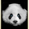 Panda-Plakat-Messing-Eg-Plakatramme