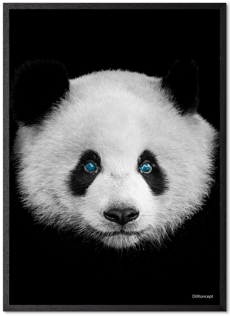 Panda Plakat - Plakater med Panda - Køb her