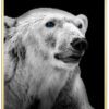 Isbjørn-Plakat-Messing-plakatramme