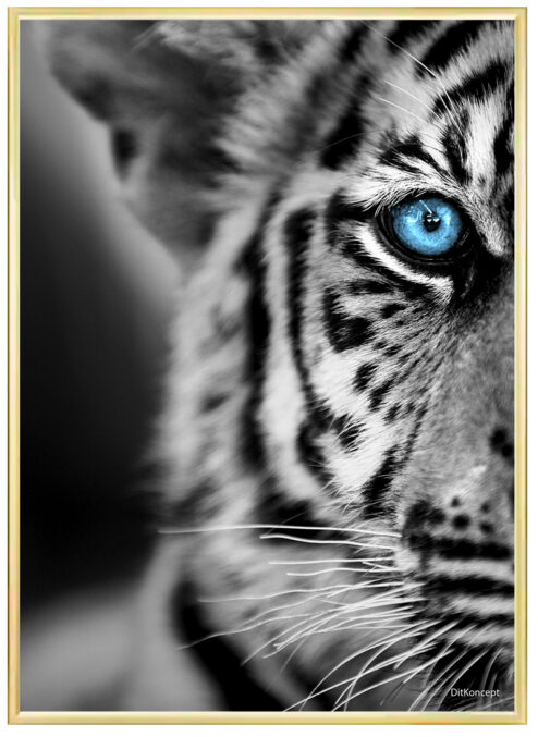 TigerBarn-Plakat-messing-Plakatramme