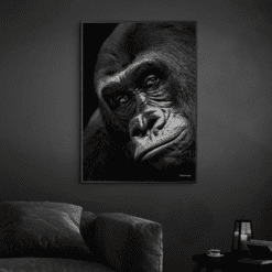 Close-Front-Gorilla-Sort-Plakatramme-Eg