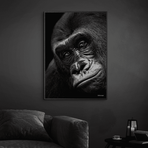 Close-Front-Gorilla-Sort-Plakatramme-Eg