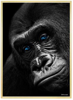 Gorilla-Close-Up-Plakatramme-Messing