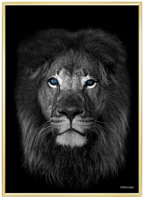 Løve-Blå-Øjne-Messing-Plakatramme