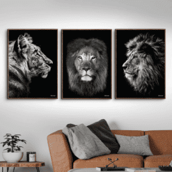 Tiger-Løven-Up-Front-og-Løve-Plakater-Brune-Eg-Plakatrammer