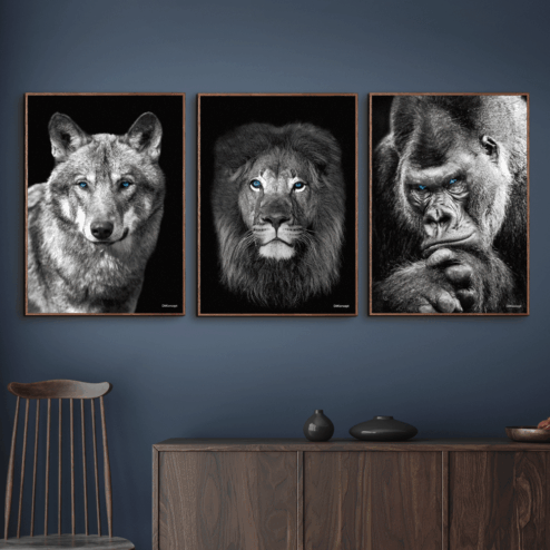 Ulv-Løven-Up-Front-Gorilla-Brune-Eg-Plakatrammer