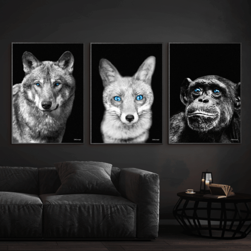 Ulv-Ræv-Chimpanse-Sort-Eg-Plakatrammer