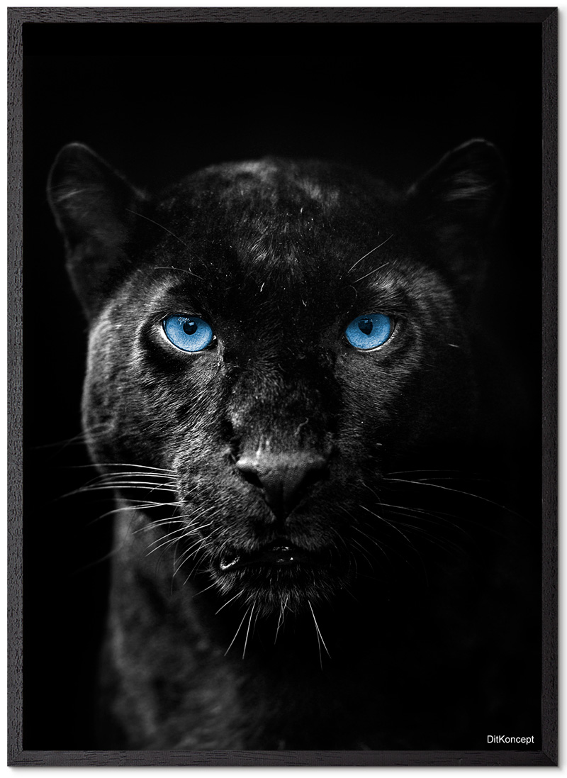 Sort Leopard Plakat Smukke Plakater Med Elg Fra DitKoncept K b Her sort-leopard-plakat-smukke-plakater-med-elg-fra-ditkoncept-k-b-her