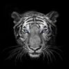 The-Dominant-Tiger
