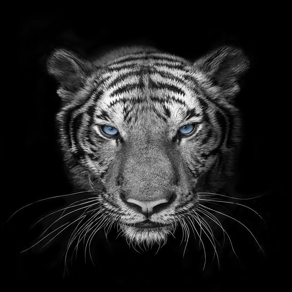 The-Dominant-Tiger