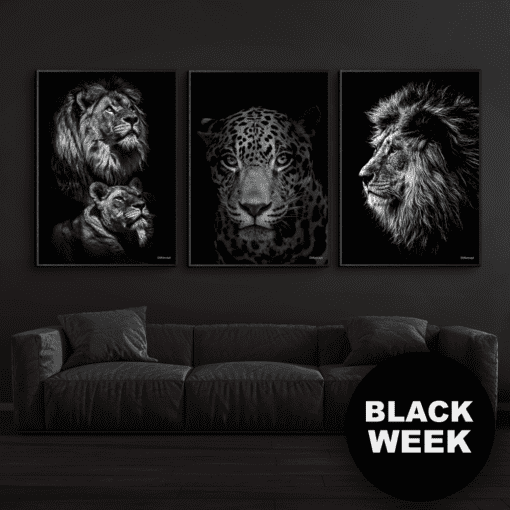Black-Week-Power-Couple-Jaguar-Løve