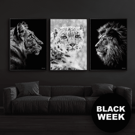 Black-Week-Tiger-Sneleopard-Løve