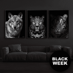 Black-Week-Ulven-Gepard-Close-Up-Tiger