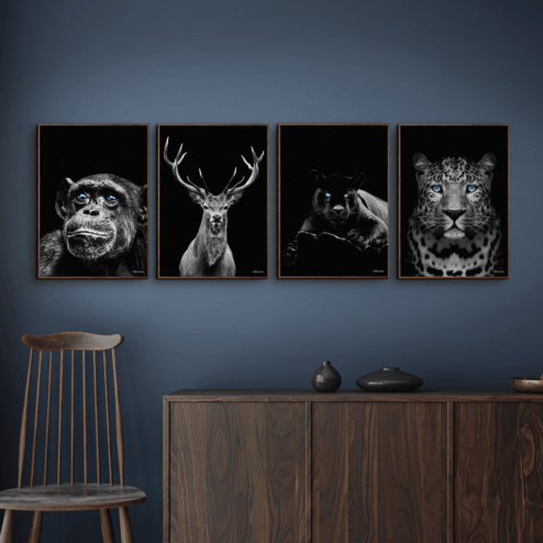 Chimpanse-Kronhjort-Puma-Gepard-Brune-Plakatrammer
