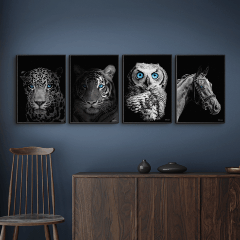 Jaguar-Close-Up-Tigeren-Ugle-Hest-Sorte-Plakatrammer