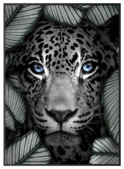 Jaguar-Kunstplakat-Sort-Eg-Ramme