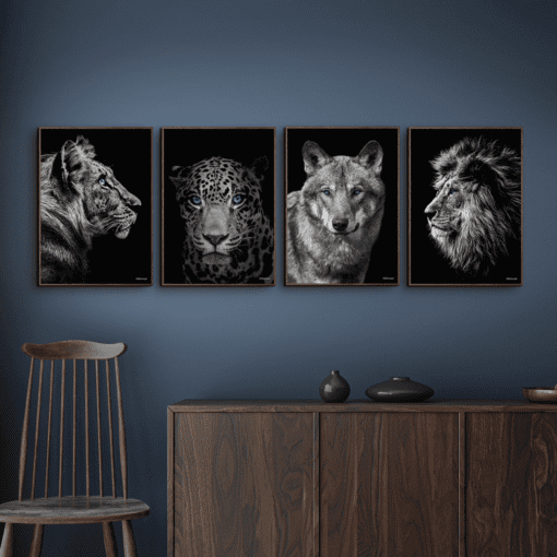 Tiger-Jaguar-Ulv-Løve-Brune-Plakatrammer