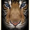 Tiger-Limited-Messing-Ramme