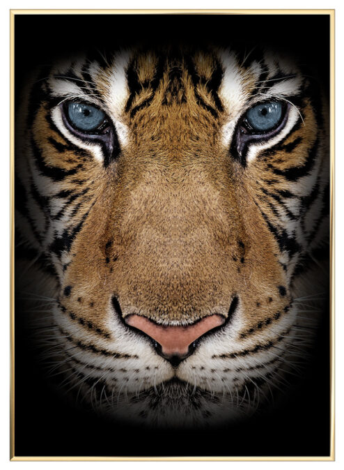 Tiger-Limited-Messing-Ramme