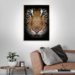 Tiger-Messing-Lys-Miljø