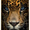 Jaguar-Color-Messing