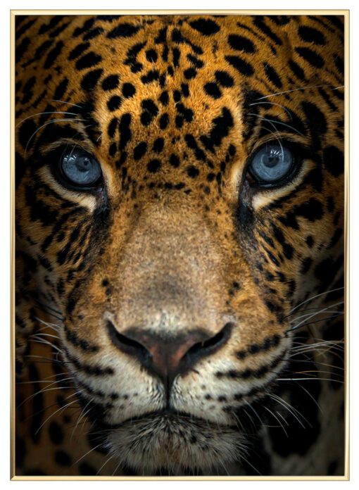 Jaguar-Color-Messing