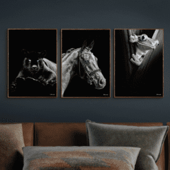 Puma-Hest-Frø 30x40