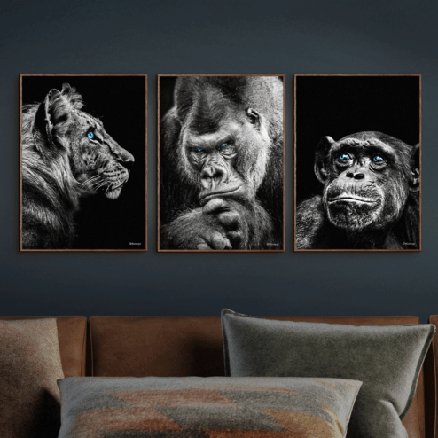 Tiger-Gorilla-Chimpanse 30x40