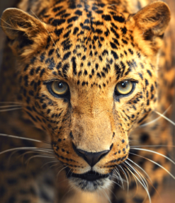 Leopard-Lærredsprint